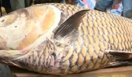 Video: Những 'thủy quái' khổng lồ mắc lưới ngư dân Việt Nam