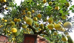 Cây bưởi 200 quả giá 40 triệu 'hút hồn' khách Hà thành