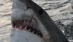 Ngư dân Mỹ suýt bắt được cá mập hơn 1 tấn