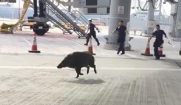 Nhân viên an ninh toát mồ hôi vây bắt lợn lạc vào sân bay