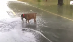 Cái kết buồn của những chú cá bơi lên đường để tìm bạn tình