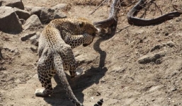 Những màn đại chiến nảy lửa của trăn với sư tử, báo gấm, hổ, cá sấu