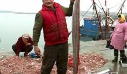 Ngư dân bắt được lươn 'khủng' dài gần 2m