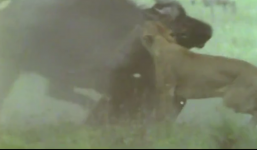 Trâu rừng 'nổi điên' húc bay sư tử để cứu con