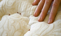 Bí quyết tiêu diệt rệp giường nhanh gọn không dùng hóa chất