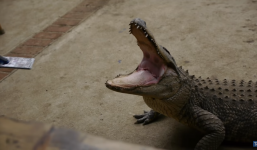 Thử độ bền của iPhone 7 trong hàm cá sấu khổng lồ