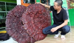 2 cây nấm linh chi 'khủng' to như cái ô ở Quảng Nam