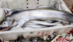 3 giờ đánh bắt, ngư dân trúng đậm mẻ cá hổ nửa tỷ đồng