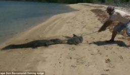 Video: Cá sấu nhào lên bờ cướp cá mập của ngư dân