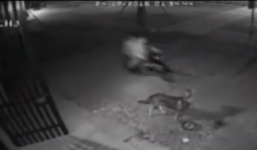 Clip cẩu tặc câu trộm chó becgie trong 3 giây