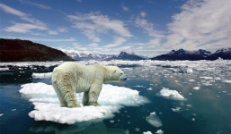 Gấu Bắc cực nặng 700 kg, cao trên 2 m ở nơi không có mặt trời