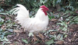 Tết nguyên đán 2017: đại gia Việt “xếp hàng” chờ mua gà 9 cựa 50 triệu/con