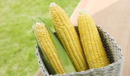 7 lợi ích tuyệt vời của bắp ngô đối với sức khỏe
