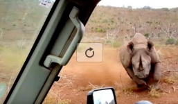 Tê giác nổi điên lao vào húc ôtô, tấn công du khách