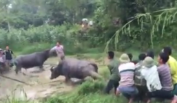 Video: Hàng chục người liều lĩnh lao vào can 2 con trâu húc nhau