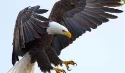 Video: Đại bàng Thái Bình Dương sà xuống tóm gọn rắn biển cực độc