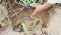 Video: Cao thủ đào hang bẫy đàn cá lóc