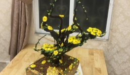 'Cây mai ăn được' có giá tiền triệu để chơi Tết