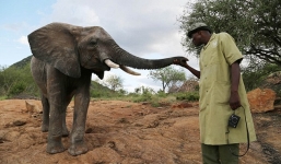 Hy hữu người đàn ông ngủ cùng 60 con voi trong suốt 17 năm