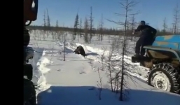 Video: Phẫn nộ tài xế xe tải cố tình cán chết gấu ở Nga