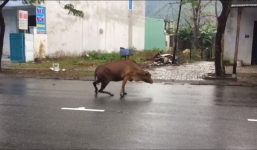 Video: Xót xa chú bò bị chặt chân lê bước trên đường vì lỡ ăn rau