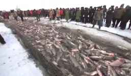 Mẻ lưới 50 tấn cá đánh bắt trên hồ băng của ngư dân Trung Quốc