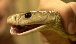 Cụ ông qua đời sau 6 ngày bị rắn cực độc cắn ở phòng khách 