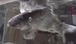 Lạ kỳ cảnh cá chép đóng băng sống lại khi cho vào nước