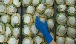 Nhà giàu Việt “săn” đặc sản Tết bào ngư Úc 9 triệu/kg 