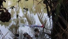 Phát hiện thi thể phụ nữ mang bầu 7 tháng trôi sông