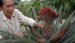 Những loại quả cúng gia tiên ngày Tết giá cả triệu đồng vẫn hút khách