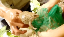 Video: Cao thủ đào hang bắt hàng loạt ếch ở Sóc Trăng
