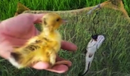 Video: Câu cá lóc bằng...vịt con ở miền Tây