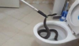 Rắn chuột ẩn nấp trong bồn cầu khiến nhiều người sợ hãi