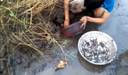 Video: Nam thanh niên miền Tây bắt được trăm con cá 'trời cho' ở vũng nước