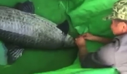 Video: Câu được cá trắm đen 'khủng' dài hơn 1m ở Hà Nội