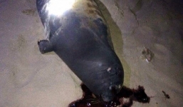 Hải cẩu lên bờ đùa với người dân Bình Thuận bị đánh chết