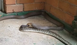 Video: Rắn nâu ngấu nghiến nuốt chửng trăn khổng lồ