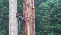 Cách 'lâm tặc' nước ngoài đốn hạ cây cổ thụ cao hàng trăm mét