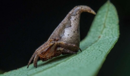 7 sinh vật khó tin được tìm thấy trong năm 2016