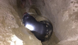 Điều tra vụ hải cẩu chết nghi bị sát hại ở Bình Thuận