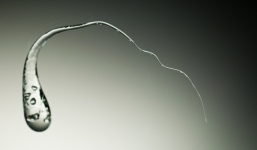 Kết quả bất ngờ khi nhỏ giọt  thủy tinh nóng chảy vào nước lạnh 