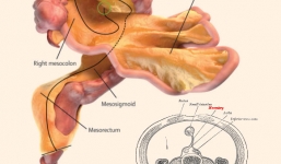 Phát hiện cơ quan mới trong cơ thể người
