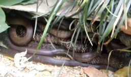 Video: Hàng chục con rắn hổ mang cuộn tròn dưới mái tôn