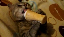 Video: Mèo khoái trá khi ăn kem ốc quế khiến dân mạng 'dậy sóng'