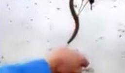 Video: 'Sát thủ' thọc tay xuống bùn bắt 60 con lươn