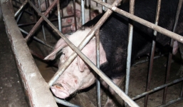 Bắt quả tang cơ sở 'hô biến' heo nái thành heo rừng bằng thuốc nhuộm tóc