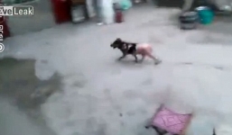Clip chú chó cố gắng chạy thoát khi bị 'luộc sống' gây phẫn nộ