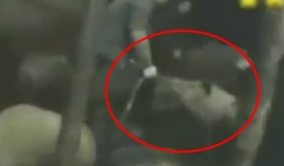 “Thủ thuật” bơm bùn vào lợn tăng chóng mặt 10kg