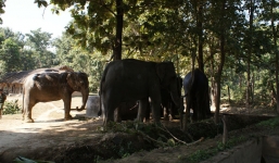 Đàn voi dữ ẩn mình trong sương mù, tấn công dân làng